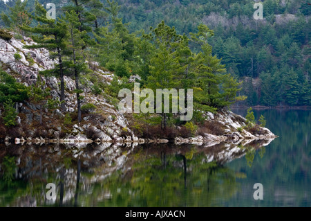 Weißkiefern auf felsigen Punkt in Charlton See, Willisville, Ontario, Kanada Stockfoto