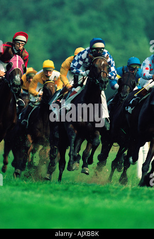 Pferderennen auf Rasen. Stockfoto