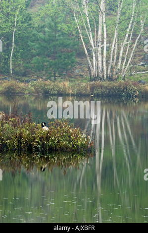 Frühling-Reflexionen im Laurentian See mit Canada Goose Inkubation von Eiern auf Vegetation Insel, Greater Sudbury, Ontario, Kanada Stockfoto