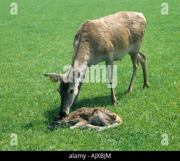 Bewirtschafteten Rotwild Hind Teilnahme an ihrem jungen Kalb auf Rasen Stockfoto
