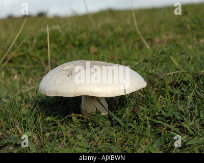 Feld-Pilz, Agaricus campestris Stockfoto