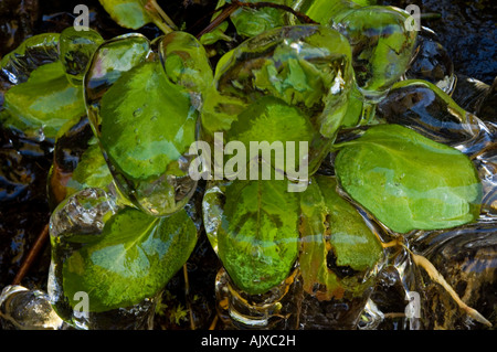 Eis-beschichtete am Straßenrand Vegetation "Hartriegel Winter", Great Smoky Mountains National Park, Tennessee, USA Stockfoto