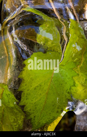 Eis-beschichtete am Straßenrand Vegetation "Hartriegel Winter", Great Smoky Mountains National Park, Tennessee, USA Stockfoto