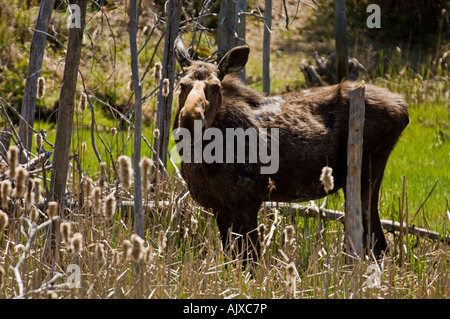 Elche Alces alces weiblichen Nahrungssuche auf neues Wachstum in Beaver Teich im Frühling, Killarney Provincial Park, Ontario, Kanada Stockfoto