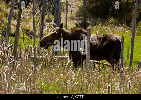 Elche Alces alces weiblichen Nahrungssuche auf neues Wachstum in Beaver Teich im Frühling, Killarney Provincial Park, Ontario, Kanada Stockfoto