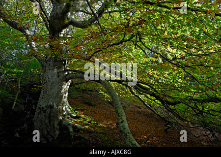 Große Reife Buche in feinen Herbstfarben auf ein schöner Morgen bei Golspie Glen Golspie Sutherland nördlichen Schottland UK Stockfoto