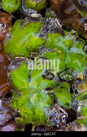 Eis-beschichtete am Straßenrand Vegetation "Hartriegel Winter", Great Smoky Mountains National Park, Tennessee, USA Stockfoto