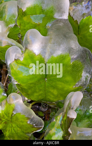 Eis-beschichtete am Straßenrand Vegetation "Hartriegel Winter", Great Smoky Mountains National Park, Tennessee, USA Stockfoto