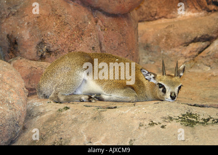 KLIPSPRINGER (Oreotragus Oreotragus).  Eine ungewöhnliche Antilope Stockfoto