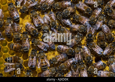 Westliche Honigbiene Apis Mellifera Arbeitsbienen zu Brut Kammern Sudbury, Ontario Stockfoto