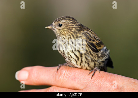 Erlenzeisig Zuchtjahr Pinus Probe betäubt von Witwe Absturz auf menschliche Finger Ontario thront Kiefer Stockfoto