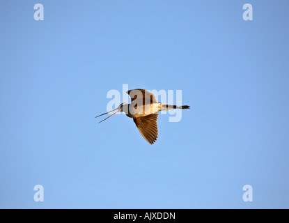 Marmorierte Uferschnepfe im Flug Stockfoto