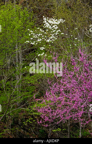 Blühende Hartriegel (Cornus) drummondi Redbud (Cercis canadensis) im Frühjahr Wald, Great Smoky Mountains National Park, Tennessee, USA Stockfoto