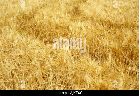 Reife gold Gerste Feld mit Traktorspuren Stockfoto