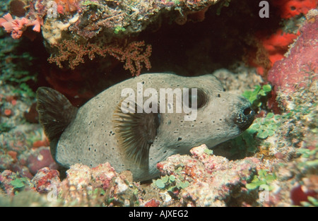 Blackspotted Puffer Stockfoto