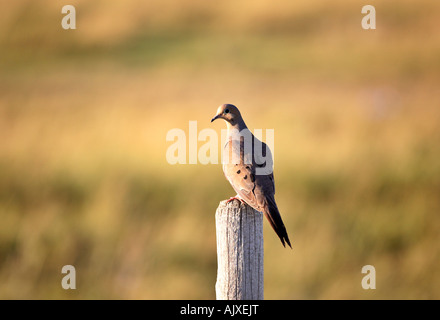 Mourning Dove gehockt Zaunpfosten Stockfoto