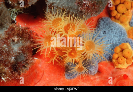 Gelbe Kommensalen Zoanthid Stockfoto