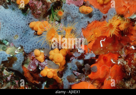 Gelbe Kommensalen Zoanthid Stockfoto