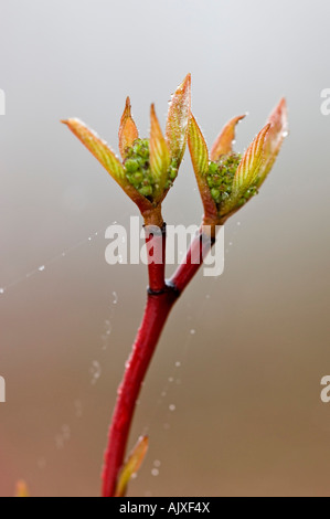 Red korbweiden Hartriegel (Cornus stolonifera) Emerging mit Regentropfen, Greater Sudbury, Ontario, Kanada Stockfoto