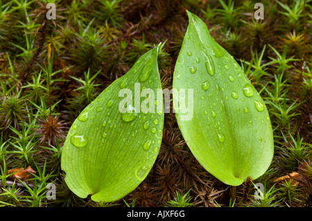 Kanada Mayflower (Maianthemum Maianthemum canadense canadense), mit Regentropfen im Bett aus Moos, Greater Sudbury, Ontario, Kanada Stockfoto