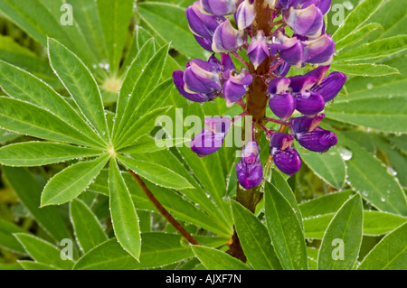 Lupine Blumen und Blätter mit Regentropfen, Greater Sudbury, Ontario, Kanada Stockfoto