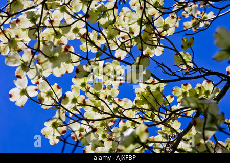 Blühende drummondi Roughleaf Hartriegel (Cornus) Blüten in Cades Cove, Great Smoky Mountains National Park, Tennessee, USA Stockfoto