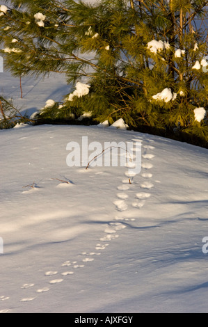 Tierspuren im Neuschnee zu Kiefer, Killarney, Ontario, Kanada Stockfoto