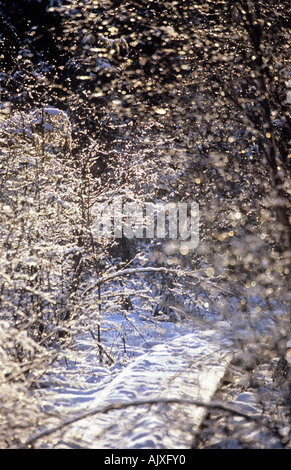 Sträucher im Wintersonne Stockfoto