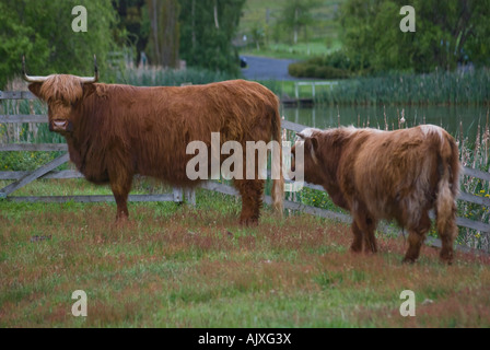 Highland Kuh und Kalb Stockfoto