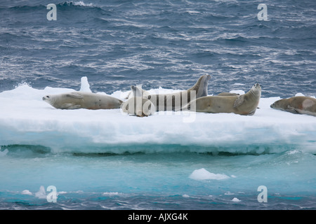 Krabbe Esser Dichtungen ruhen auf einem Iceflow in der Nähe von subantarktischen Süd-Orkney-Inseln Stockfoto