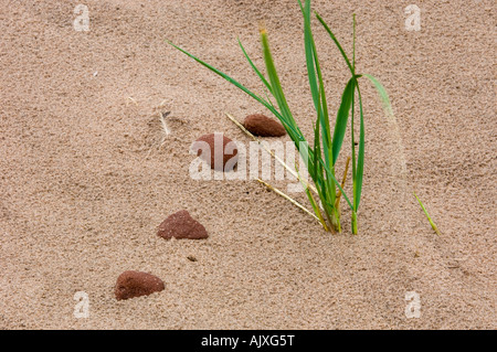 Breviligulata marram Gras (Ammophila) wachsende aus Sand, Prince Edward Island National Park, PEI, Kanada Stockfoto