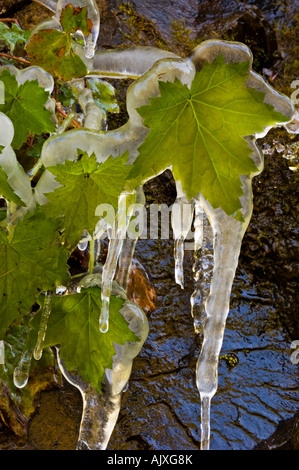 Eis-beschichtete am Straßenrand Vegetation "Hartriegel Winter", Great Smoky Mountains National Park, Tennessee, USA Stockfoto