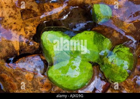 Eis-beschichtete am Straßenrand Vegetation "Hartriegel Winter", Great Smoky Mountains National Park, Tennessee, USA Stockfoto