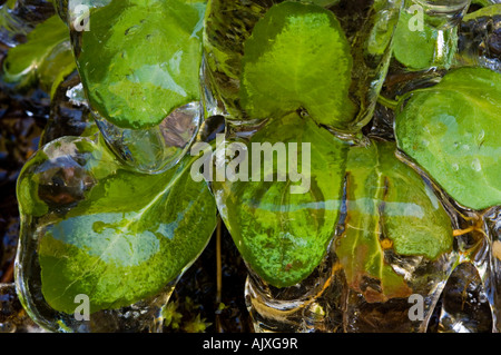 Eis-beschichtete am Straßenrand Vegetation "Hartriegel Winter", Great Smoky Mountains National Park, Tennessee, USA Stockfoto