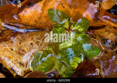 Eis-beschichtete am Straßenrand Vegetation "Hartriegel Winter", Great Smoky Mountains National Park, Tennessee, USA Stockfoto