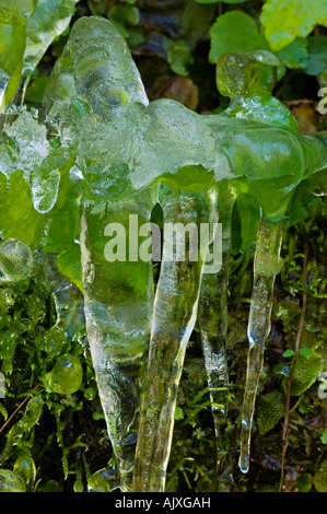 Eis-beschichtete am Straßenrand Vegetation "Hartriegel Winter", Great Smoky Mountains National Park, Tennessee, USA Stockfoto