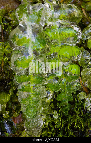 Eis-beschichtete am Straßenrand Vegetation "Hartriegel Winter", Great Smoky Mountains National Park, Tennessee, USA Stockfoto