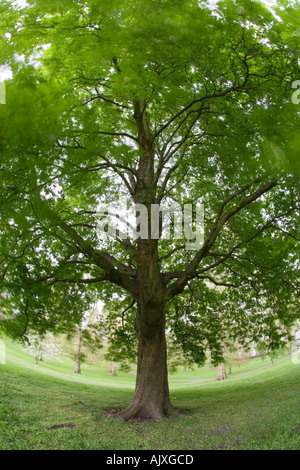 Rosskastanie Baum Langzeitbelichtung Stockfoto
