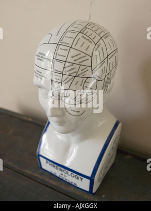 Phrenologie Modell eines Kopfes Stockfoto