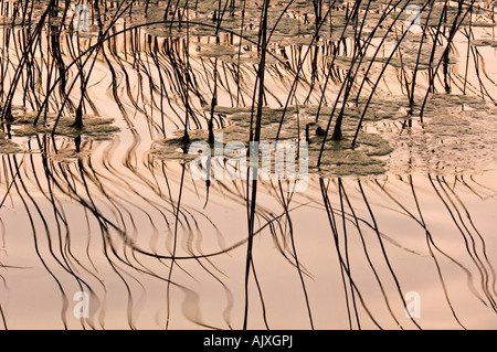 Winken Rohrkolben verlässt spiegelt sich in Kelly Lake Wavelets in der Nähe von Sonnenuntergang, Greater Sudbury, Ontario, Kanada Stockfoto