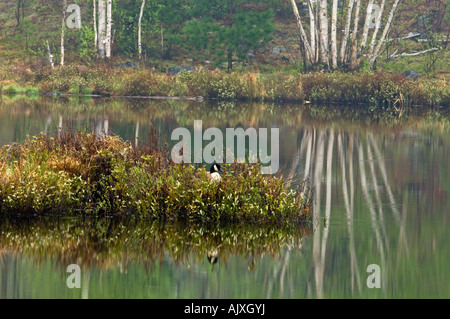 Frühling-Reflexionen im Laurentian See mit Canada Goose Inkubation von Eiern auf Vegetation Insel, Greater Sudbury, Ontario, Kanada Stockfoto