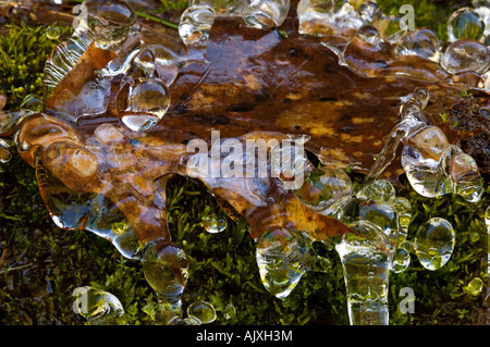 Eis-beschichtete am Straßenrand Vegetation "Hartriegel Winter", Great Smoky Mountains National Park, Tennessee, USA Stockfoto