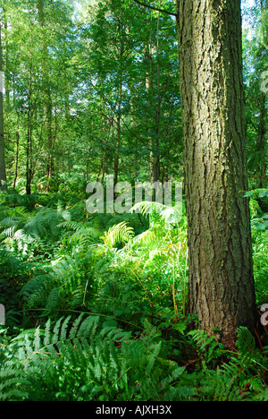 Mortimer Wald in der Nähe von Ludlow, England, Vereinigtes Königreich: Lärche Birkenwald im sonnigen Sommer Stockfoto