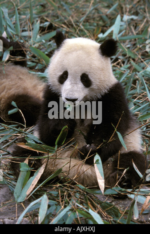Asien, China, Chengdu. Giant Panda Sanctuary - Young Panda Bambus (Ailuropoda Melanoleuca) Essen Stockfoto