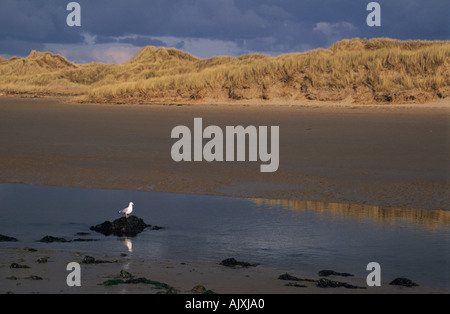 Dünen und Strand mit Möwe Aberffraw Anglesey Stockfoto