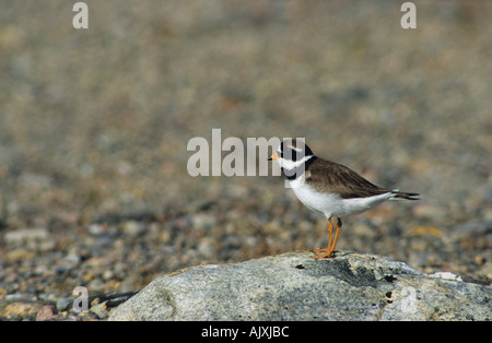 Flussregenpfeifer Plover Charadrius hiaticula Stockfoto