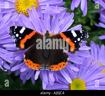 Ein Red Admiral Schmetterling auf Aster Amellus Glucksfund. Stockfoto