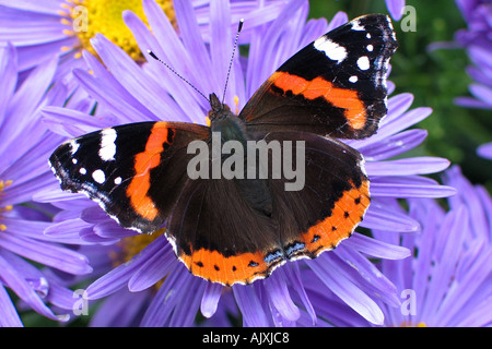 Ein Red Admiral Schmetterling auf Aster Amellus Glucksfund. Stockfoto