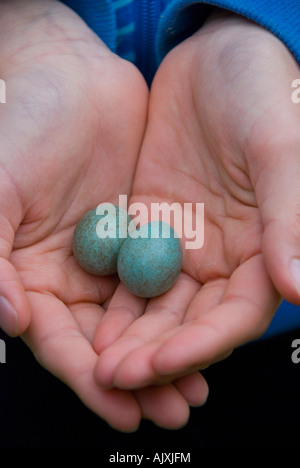 Amsel Ei in einem Mädchen s schalenförmige Hände Stockfoto