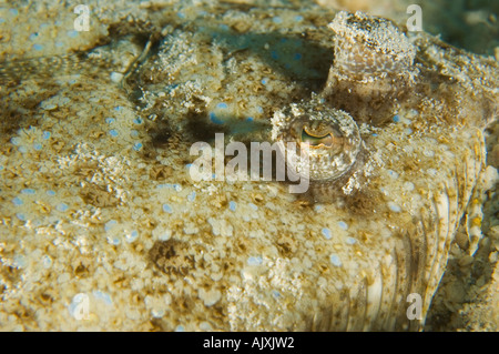 Peacock Flunder Portrait Bothus Mancus Yap Mikronesien Pazifischen Ozean Stockfoto